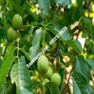 نهال گردو چندلر بدره| نهالستان بزرگ کرج | 09121243597