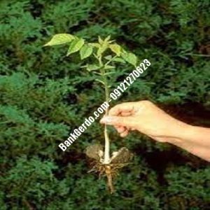 نهال گردو چندلر پهله | نهالستان بزرگ کرج |09121243597