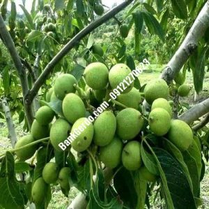 نهال گردو چندلر چوار| نهالستان بزرگ کرج | 09121243597