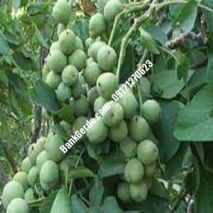 نهال گردو چندلر دلگشا | نهالستان بزرگ کرج | 09121243597