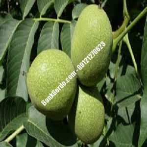 نهال گردو چندلر صالح‌آباد| نهالستان بزرگ کرج | 09121243597