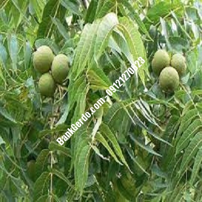 نهال گردو چندلر ماژین| نهالستان بزرگ کرج | 09121243597 نهال گردو چندلر ماژین| نهالستان بزرگ کرج | 09121243597
