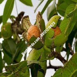 نهال گردو چندلر بندربوشهر| نهالستان بزرگ کرج | 09121243597