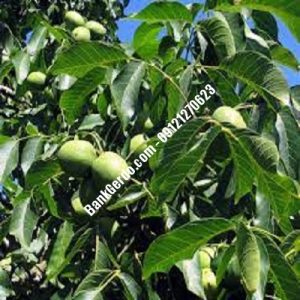 نهال گردو چندلر تنگستان| نهالستان بزرگ کرج | 09121243597