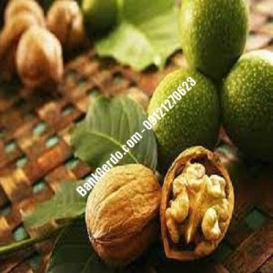 نهال گردو چندلر جم| نهالستان بزرگ کرج | 09121243597