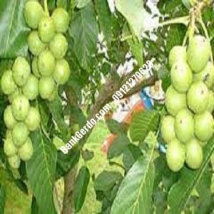 نهال گردو چندلر طالقان| نهالستان بزرگ کرج | 09121243597