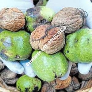 نهال گردو چندلر دشتی | نهالستان بزرگ کرج | 09121243597