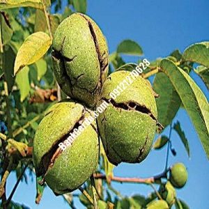 نهال گردو چندلر دَیلَم | نهالستان بزرگ کرج | 09121243597