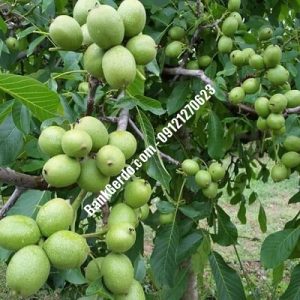 نهال گردو چندلر کمال‌شهر| نهالستان بزرگ کرج | 09121243597