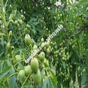 نهال گردو چندلر گِناوه | نهالستان بزرگ کرج | 09121243597