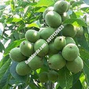 نهال گردو چندلر آسارا| نهالستان بزرگ کرج | 09121243597