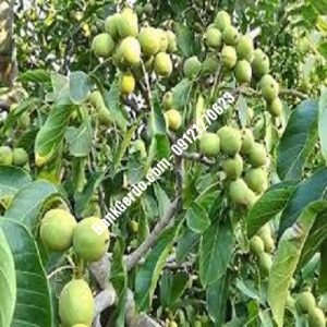نهال گردو چندلر آباد | نهالستان بزرگ کرج | 09121243597