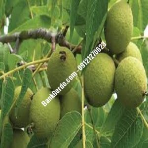 نهال گردو چندلر آب‌پخش| نهالستان بزرگ کرج | 09121243597