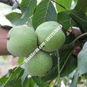 نهال گردو چندلر اهرم| نهالستان بزرگ کرج | 09121243597