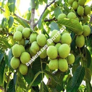 نهال گردو چندلر بادوله| نهالستان بزرگ کرج | 09121243597