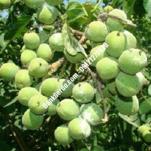 نهال گردو چندلر برازجان| نهالستان بزرگ کرج | 09121243597