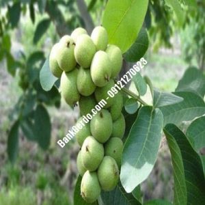 نهال گردو چندلر بردخون| نهالستان بزرگ کرج | 09121243597