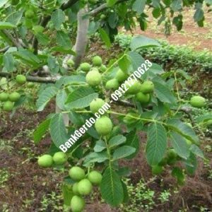 نهال گردو چندلر بردستان| نهالستان بزرگ کرج | 09121243597