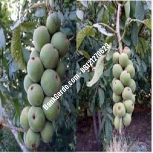 نهال گردو چندلر بندردیر | نهالستان بزرگ کرج | 09121243597