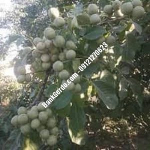 هال گردو چندلر پیوندی جلفا | نهالستان بزرگ کرج | 09121243597
