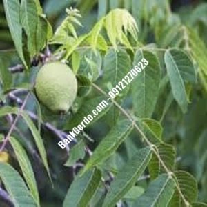نهال گردو چندلر ری | نهالستان بزرگ کرج | 09121243597