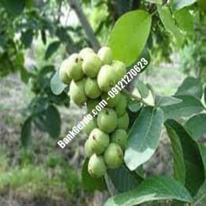 نهال گردو چندلر پیوندی چاراویماق | نهالستان بزرگ کرج | 09121243597