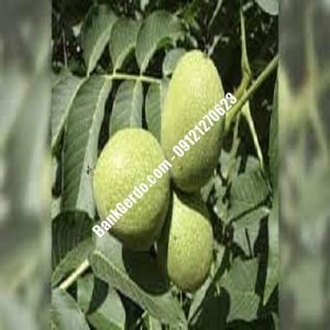 نهال گردو چندلر شمیرانات | نهالستان بزرگ کرج | 09121243597