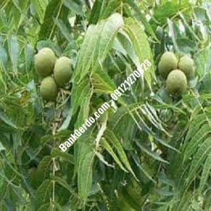 نهال گردو چندلر شهریار | نهالستان بزرگ کرج | 09121243597