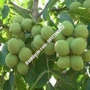نهال گردو چندلر پیوندی سراب| نهالستان بزرگ کرج | 09121243597