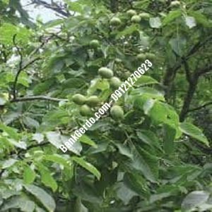 نهال گردو چندلر فیروزکوه | نهالستان بزرگ کرج | 09121243597