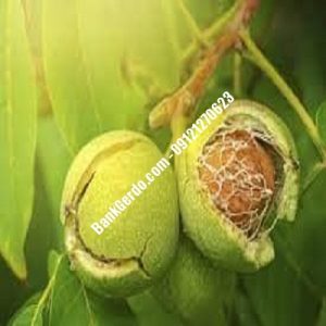 نهال گردو چندلر قرچک | نهالستان بزرگ کرج | 09121243597