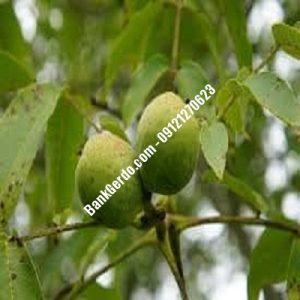 نهال گردو چندلر بهارستان| نهالستان بزرگ کرج | 09121243597