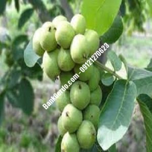نهال گردو چندلر پیوندی تبریز| نهالستان بزرگ کرج | 09121243597