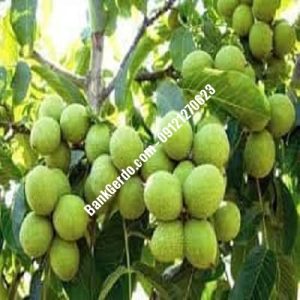 نهال گردو چندلر پیوندی شبستر| نهالستان بزرگ کرج | 09121243597