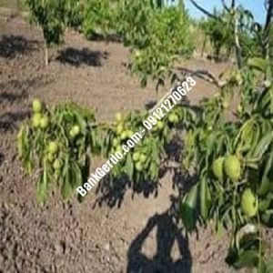 نهال گردو چندلر پیوندی عجب‌شیر| نهالستان بزرگ کرج | 09121243597