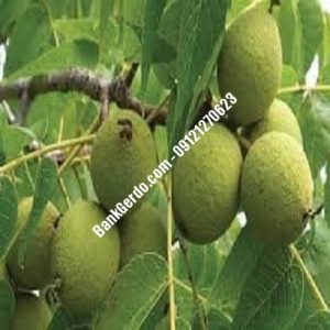 نهال گردو چندلر ورامین | نهالستان بزرگ کرج | 09121243597