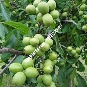 نهال گردو چندلر پیوندی کلیبر| نهالستان بزرگ کرج | 09121243597