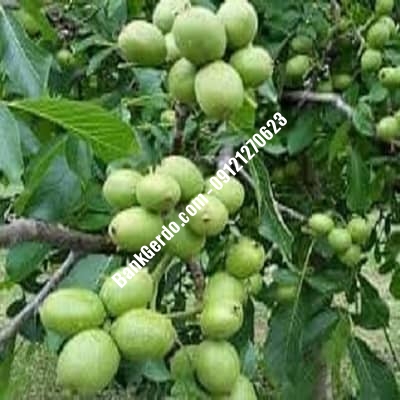 نهال گردو چندلر پیوندی کلیبر| نهالستان بزرگ کرج | 09121243597 نهال گردو چندلر پیوندی کلیبر| نهالستان بزرگ کرج | 09121243597