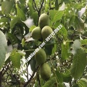 نهال گردو چندلر اندیشه| نهالستان بزرگ کرج | 09121243597