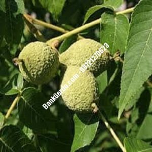 نهال گردو چندلر پاکدشت| نهالستان بزرگ کرج | 09121243597