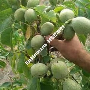 نهال گردو چندلر پیوندی آذرشهر| نهالستان بزرگ کرج | 09121243597
