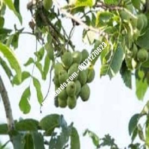 نهال گردو چندلر باغستان| نهالستان بزرگ کرج | 09121243597
