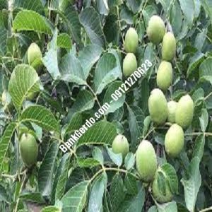 نهال گردو چندلر باقرشهر| نهالستان بزرگ کرج | 09121243597