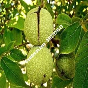 نهال گردو چندلر بومهن| نهالستان بزرگ کرج | 09121243597
