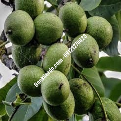 نهال گردو چندلر پاکدشت| نهالستان بزرگ کرج | 09121243597 نهال گردو چندلر پاکدشت| نهالستان بزرگ کرج | 09121243597