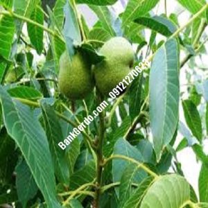نهال گردو چندلر پرند| نهالستان بزرگ کرج | 09121243597