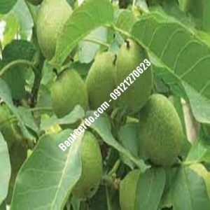 نهال گردو چندلر پیوندی اسکو| نهالستان بزرگ کرج | 09121243597