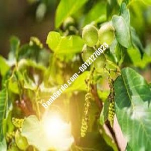 نهال گردو چندلر جوادآباد| نهالستان بزرگ کرج | 09121243597