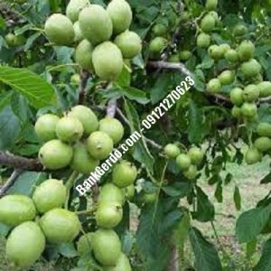 نهال گردو چندلر شمشک | نهالستان بزرگ کرج | 09121243597