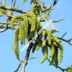 نهال گردو چندلر صالحیه | نهالستان بزرگ کرج | 09121243597
